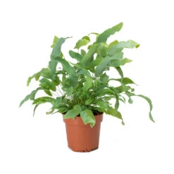 Phlebodium Blue Star - Blue Star Fern -Indoor Plants Store Phlebodium Blue Star Blue Star Fern