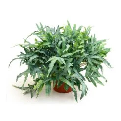 Phlebodium Blue Star - Blue Star Fern -Indoor Plants Store Phlebodium Blue Star Blue Star Fern 26x60 cm