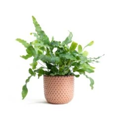 Phlebodium Blue Star - Blue Star Fern -Indoor Plants Store Phlebodium Blue Star Blue Star Fern Bolino Plant Pot Pale Rose 5a391960 e65a 4ff0 9a93 c61b0923c236