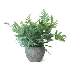 Phlebodium Blue Star - Blue Star Fern -Indoor Plants Store Phlebodium Blue Star Blue Star Fern Fay Plant Pot