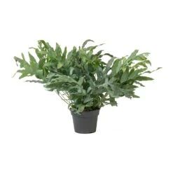 Phlebodium Blue Star - Blue Star Fern -Indoor Plants Store Phlebodium Blue Star Blue Star Fern Large