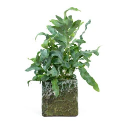 Lava Cube Relic Planter - Jade 27 Lava Cube Relic Planter - Jade -Indoor Plants Store Phlebodium Blue Star Blue Star Fern Lava Cube Relic Planter Jade