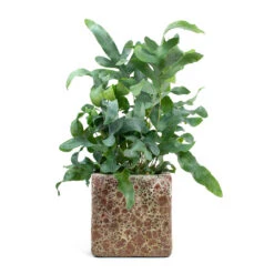 Phlebodium Blue Star - Blue Star Fern -Indoor Plants Store Phlebodium Blue Star Blue Star Fern Lava Cube Relic Planter Pink f04b2b74 0863 4135 904f dfab14310c64