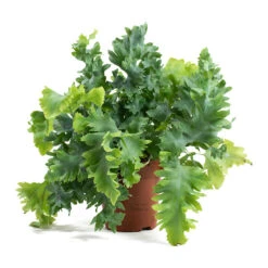 Phlebodium Davana - Blue Star Fern 29 Phlebodium Davana - Blue Star Fern -Indoor Plants Store Phlebodium davana Blue Star Fern 12cm ddaf9484 a45b 4414 8fcc 275e778050df