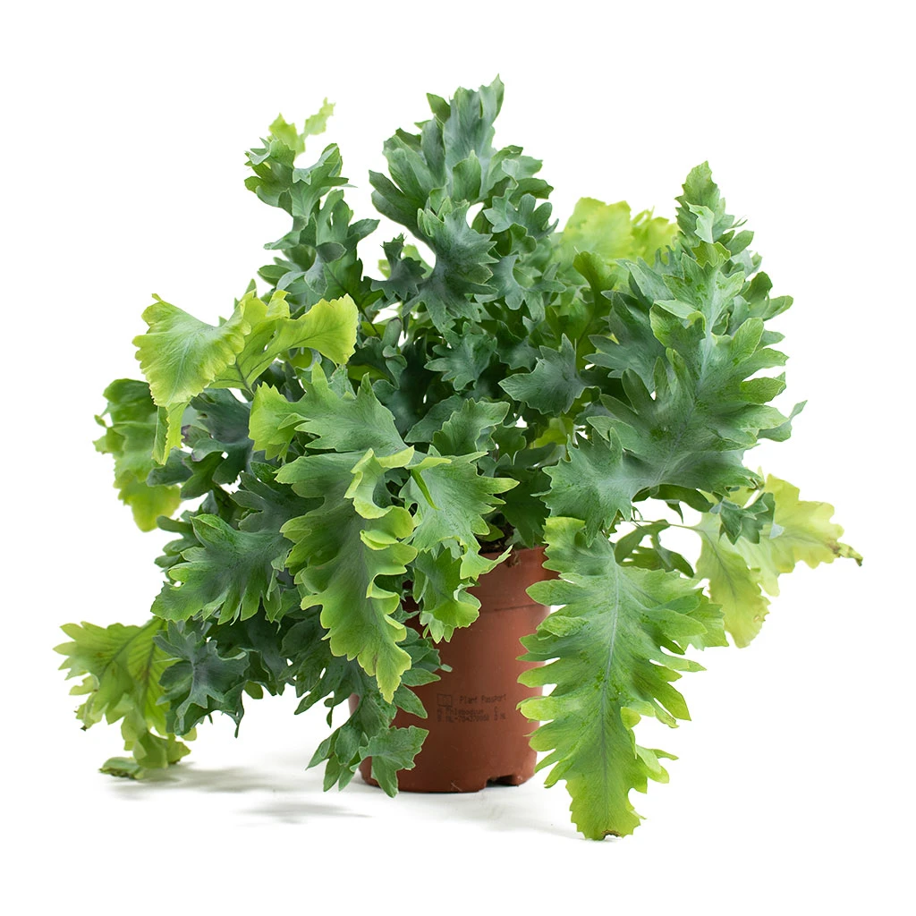 Phlebodium Davana - Blue Star Fern 15 Phlebodium Davana - Blue Star Fern - Image 13