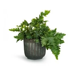 Phlebodium Davana - Blue Star Fern 23 Phlebodium Davana - Blue Star Fern -Indoor Plants Store Phlebodium davana Blue Star Fern 12x25cm Duncan Plant Pot Blue Gold 17x16cm 23fc29e3 c994 4c20 8cff c18b9c13865c