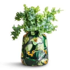 Lammie Planter - Bee Green -Indoor Plants Store Phlebodium davana Blue Star Fern 12x25cm Lammie Planter Bee Green 21x24cm 2d8790a8 dda6 425d a136 bb3af415f5e5