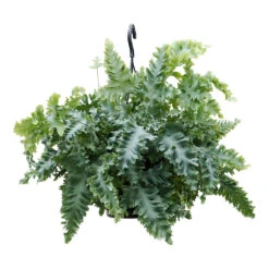 Phlebodium Davana - Blue Star Fern 22 Phlebodium Davana - Blue Star Fern -Indoor Plants Store Phlebodium davana Blue Star Fern 20cm