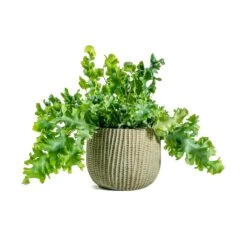 Phlebodium Davana - Blue Star Fern 27 Phlebodium Davana - Blue Star Fern -Indoor Plants Store Phlebodium davana Blue Star Fern Feico Plant Pot Mint Grey
