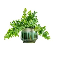 Phlebodium Davana - Blue Star Fern 26 Phlebodium Davana - Blue Star Fern -Indoor Plants Store Phlebodium davana Blue Star Fern alice ocean plant pot