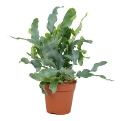 Phlebodium Blue Star - Blue Star Fern -Indoor Plants Store Phlembodium Blue Star Blue Star Fern 12x30cm