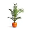 Phoenix Canariensis - Canary Island Date Palm -Indoor Plants Store Phoenix Canariensis Canary Island Date Palm 21x130cm Charlotte Plant Pot Orange 29x25cm