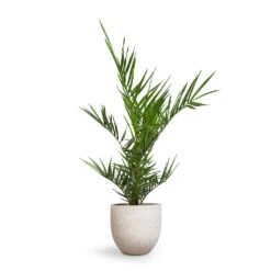 Phoenix Canariensis - Canary Island Date Palm -Indoor Plants Store Phoenix canariensis Canary Island Date Palm 14x40cm Cas Plant Pot Cool Grey 21x19cm 3ade385b 5e08 4c54 85b3 4bc23da8fb79