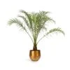 Phoenix Roebelenii - Pygmy Date Palm 2 Phoenix Roebelenii - Pygmy Date Palm -Indoor Plants Store Phoenix roebelenii Pygmy Date Palm 17x50cm Ayka Metal Plant Pots Set4 Old Camel