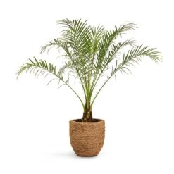 Cody Plant Pot - Straw Grass -Indoor Plants Store Phoenix roebelenii Pygmy Date Palm 17x50cm Cody Plant Pot Straw Grass 27x26cm 425c9fa2 386a 4cad bf97 eb9815a36266