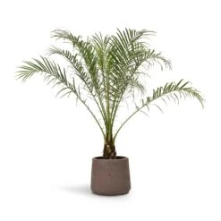 Phoenix Roebelenii - Pygmy Date Palm -Indoor Plants Store Phoenix roebelenii Pygmy Date Palm 17x50cm Patt Plant Pot Ash Brown 23x20cm