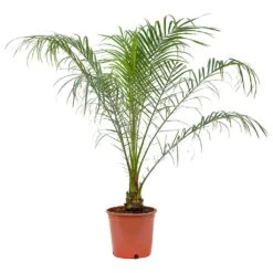 Phoenix Roebelenii - Pygmy Date Palm -Indoor Plants Store Phoenix roebelenii Pygmy Date Palm