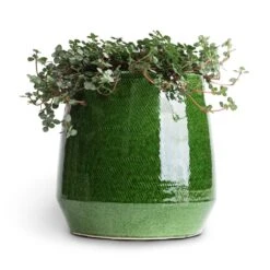 Pilea Glaucophylla Greyzy - Silver Sparkles -Indoor Plants Store Pilea glaucophylla Greyzy Silver Sparkles 10.5x15cm Remi Plant Pot Green 15x15cm 1f2ac8a4 f8b7 45e3 adc1 63d7197257bc