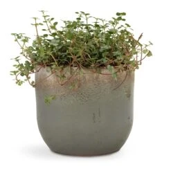 Tarra Plant Pot - Forest 39 Tarra Plant Pot - Forest -Indoor Plants Store Pilea glaucophylla Greyzy Silver Sparkles 12x20cm Tarra Plant Pot Forest 15x13cm