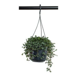 Pilea Glaucophylla Greyzy - Silver Sparkles -Indoor Plants Store Pilea glaucophylla Greyzy Silver Sparkles 15cm