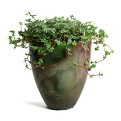 Pilea Glaucophylla Greyzy - Silver Sparkles -Indoor Plants Store Pilea glaucophylla Greyzy Silver Sparkles Livin Beauty Flowerpot Mystic Storm