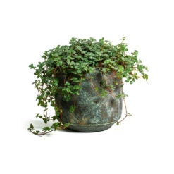 Pilea Glaucophylla Greyzy - Silver Sparkles -Indoor Plants Store Pilea glaucophylla Greyzy Silver Sparkles Saar Plant Pot Earth Cement