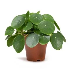 Pilea Peperomioides - Chinese Money Plant 26 Pilea Peperomioides - Chinese Money Plant -Indoor Plants Store Pilea peperomioides Chinese Money Plant 12x20cm