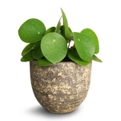 Pilea Peperomioides - Chinese Money Plant 33 Pilea Peperomioides - Chinese Money Plant -Indoor Plants Store Pilea peperomioides Chinese Money Plant 12x20cm Cas Plant Pot Sahara 15 x13cm 0a0fc162 f405 4438 932f 8329a669c237