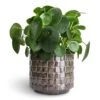 Pilea Peperomioides - Chinese Money Plant 1 Pilea Peperomioides - Chinese Money Plant -Indoor Plants Store Pilea peperomioides Chinese Money Plant 12x25cm Stian Plant Pot Moss Green 16x15cm