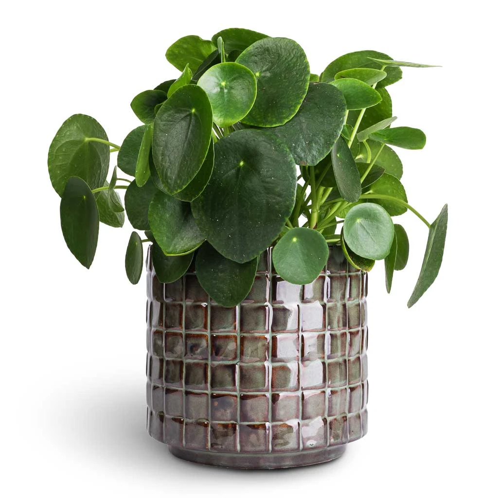 Pilea Peperomioides - Chinese Money Plant 3 Pilea Peperomioides - Chinese Money Plant