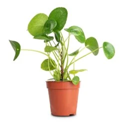 Pilea Peperomioides - Chinese Money Plant 23 Pilea Peperomioides - Chinese Money Plant -Indoor Plants Store Pilea peperomioides Chinese Money Plant 13x25cm