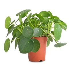 Pilea Peperomioides - Chinese Money Plant 31 Pilea Peperomioides - Chinese Money Plant -Indoor Plants Store Pilea peperomioides Chinese Money Plant 15x25cm