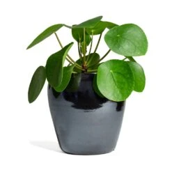 Amora Plant Pot - Anthracite Mirror -Indoor Plants Store Pilea peperomioides Chinese Money Plant 15x25cm Amora Plant Pot Anthracite Mirror 21x21cm