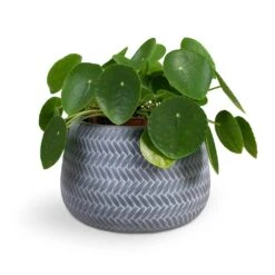 Pilea Peperomioides - Chinese Money Plant 30 Pilea Peperomioides - Chinese Money Plant -Indoor Plants Store Pilea peperomioides Chinese Money Plant 15x25cm Angle Darcy Plant Pot Grey 24x16cm c9e01b24 21be 4559 832e 2d83c510855b