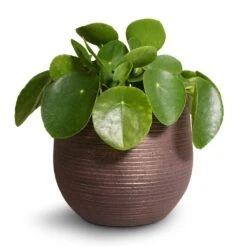 Pilea Peperomioides - Chinese Money Plant 22 Pilea Peperomioides - Chinese Money Plant -Indoor Plants Store Pilea peperomioides Chinese Money Plant 15x25cm Lydia Plant Pot Shiny Purple 18x16cm 2 ecbfd283 1ac5 46bb 8ff8 eac7e700c0f2