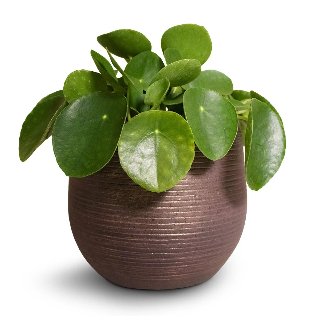 Pilea Peperomioides - Chinese Money Plant 6 Pilea Peperomioides - Chinese Money Plant - Image 4