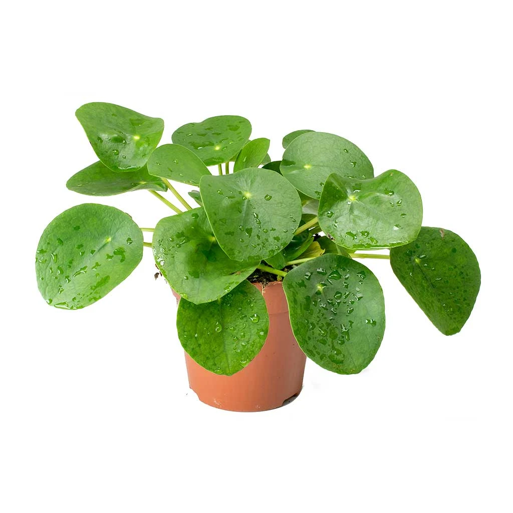 Pilea Peperomioides - Chinese Money Plant 8 Pilea Peperomioides - Chinese Money Plant - Image 6