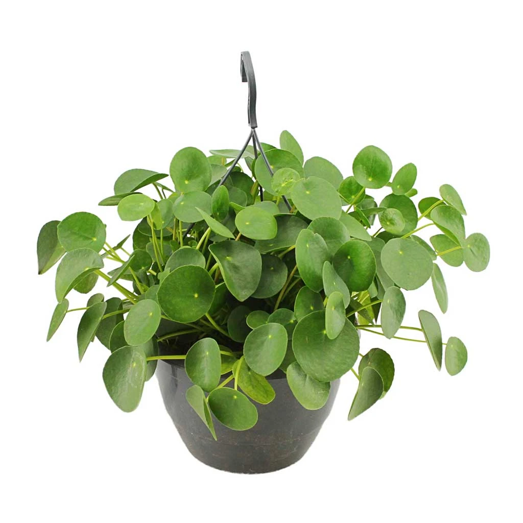 Pilea Peperomioides - Chinese Money Plant 18 Pilea Peperomioides - Chinese Money Plant - Image 16