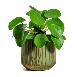 Pilea Peperomioides - Chinese Money Plant 29 Pilea Peperomioides - Chinese Money Plant -Indoor Plants Store Pilea peperomioides Chinese Money Plant Caro Metal Plant Pots Set of 6 Copper Green