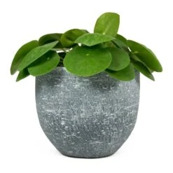 Pilea Peperomioides - Chinese Money Plant 27 Pilea Peperomioides - Chinese Money Plant -Indoor Plants Store Pilea peperomioides Chinese Money Plant Karlijn Plant Pot Anthracite 54639b3d c8be 47df 9d9b 12385c46e994