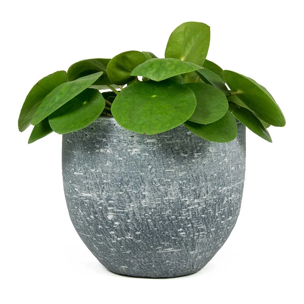 Pilea Peperomioides - Chinese Money Plant 11 Pilea Peperomioides - Chinese Money Plant - Image 9