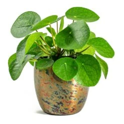 Pilea Peperomioides - Chinese Money Plant 25 Pilea Peperomioides - Chinese Money Plant -Indoor Plants Store Pilea peperomioides Chinese Money Plant Kian Metal Plant Pots Set of 3 Sky Burn