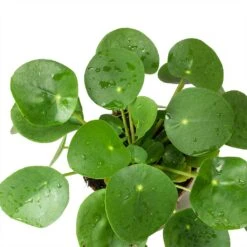 Pilea Peperomioides - Chinese Money Plant 21 Pilea Peperomioides - Chinese Money Plant -Indoor Plants Store Pilea peperomioides Chinese Money Plant Leaves