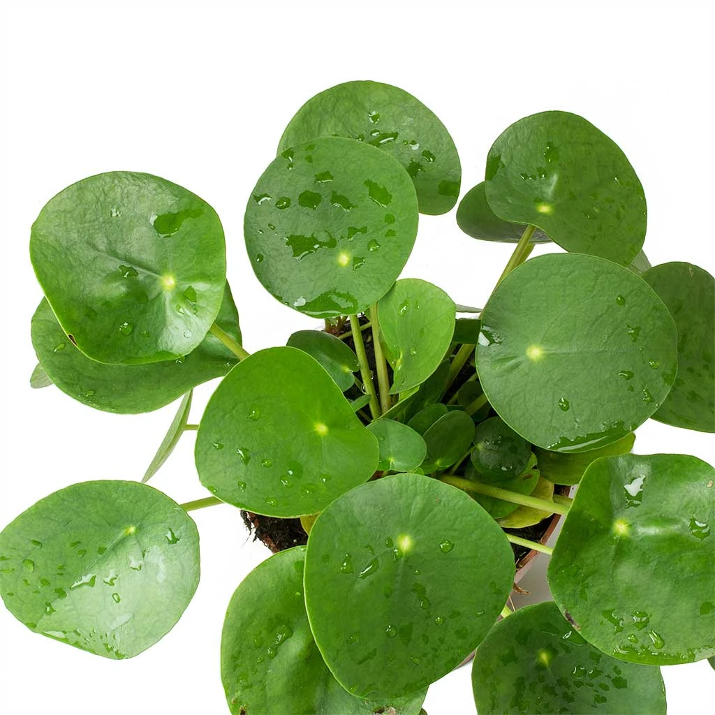 Pilea Peperomioides - Chinese Money Plant 5 Pilea Peperomioides - Chinese Money Plant - Image 3