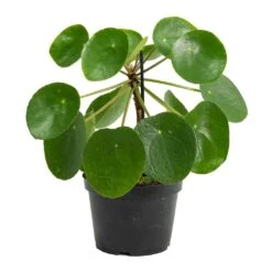 Pilea Peperomioides - Chinese Money Plant 32 Pilea Peperomioides - Chinese Money Plant -Indoor Plants Store Pilea peperomioides Chinese Money Plant Stemmed