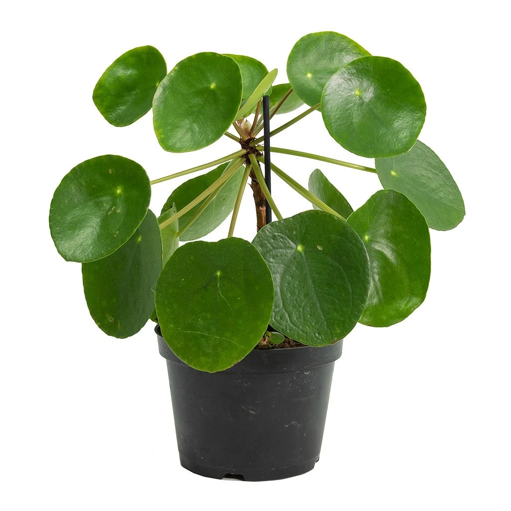 Pilea Peperomioides - Chinese Money Plant 16 Pilea Peperomioides - Chinese Money Plant - Image 14