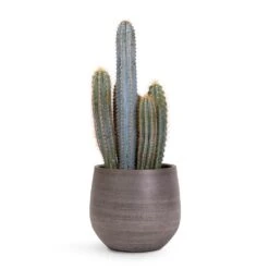 Pilocereus Pachycladus Azureus - Blue Columnar Cactus -Indoor Plants Store Pilocereus pachycladus Blue Column Cactus 17x30cm Esra Plant Pot Mystic Grey 22x20cm
