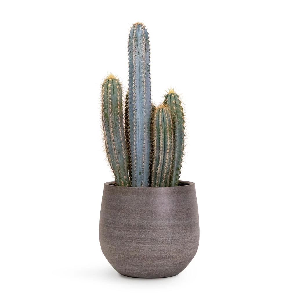 Esra Plant Pot - Mystic Grey 12 Esra Plant Pot - Mystic Grey - Image 10