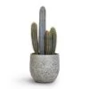 Pilocereus Pachycladus Azureus - Blue Columnar Cactus -Indoor Plants Store Pilocereus pachycladus Blue Column Cactus 17x30cm Evi Plant Pot Antique Bronze 22x20cm