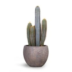 Pilocereus Pachycladus Azureus - Blue Columnar Cactus -Indoor Plants Store Pilocereus pachycladus Blue Column Cactus 17x30cm Fay Plant Pot Blue Gold 24x19cm